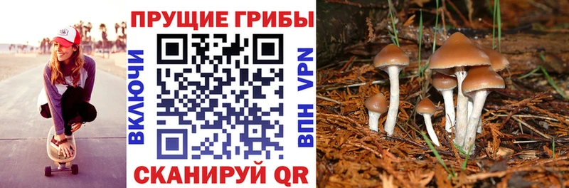 Псилоцибиновые грибы Psilocybine cubensis  Купить  Белинский 